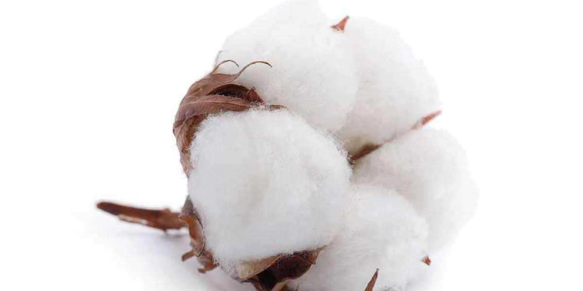Cotton Seeds Market Report 2023 - Product Scope, Industry Overview, Opportunities, Risk And Driving Force