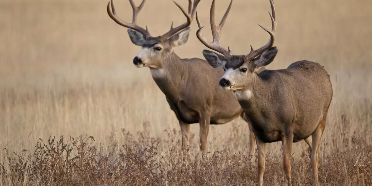 Illinois Deer Hunting Guides: Navigating the Thrill of Trophy Whitetail Hunts