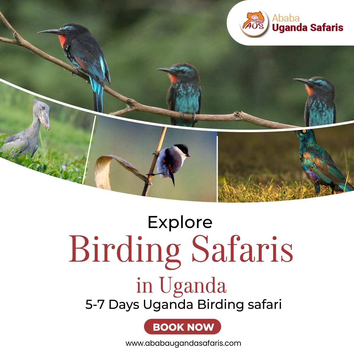 Affordable Uganda Birding Safaris for Spectacular Birds