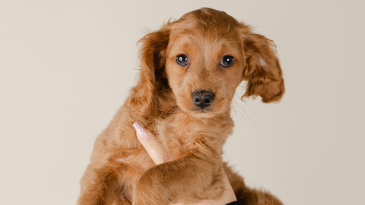 Puppies for Sale in Ft. Lauderdale | Forever Love Puppies – Telegraph