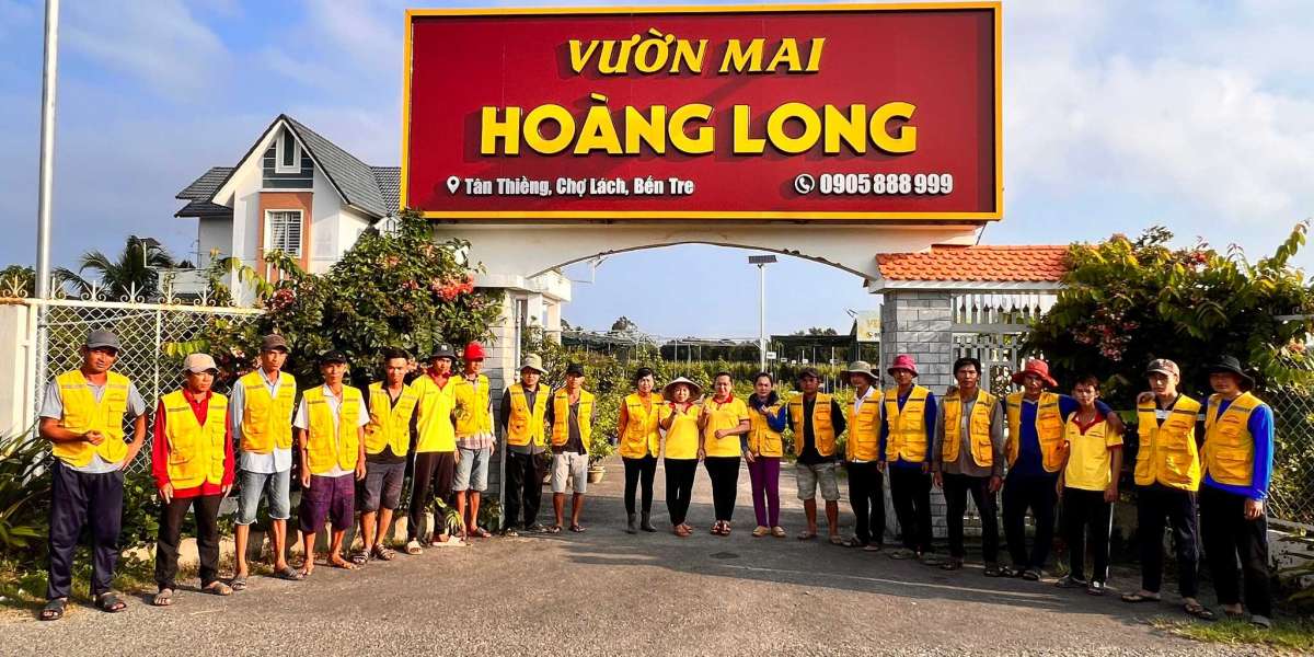 các loại MAI VÀNG đẹp nhất Ở VIỆT NAM hiện tại