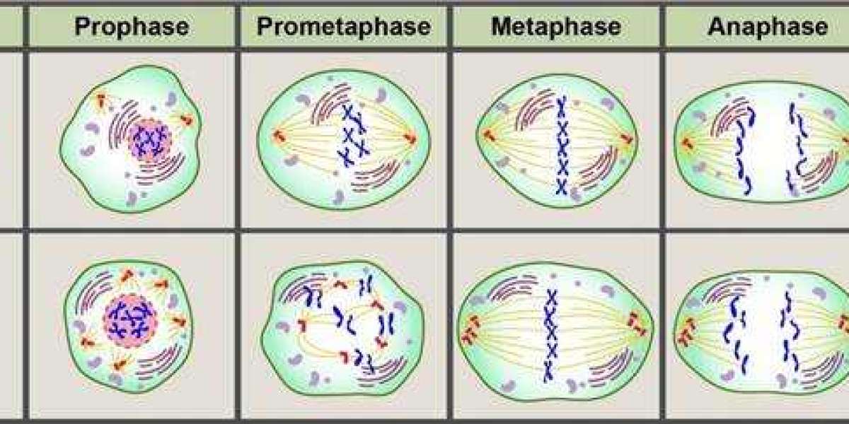 NextGen Biotech Releases High-Efficiency Antibody Services for Cancer Treatment Development