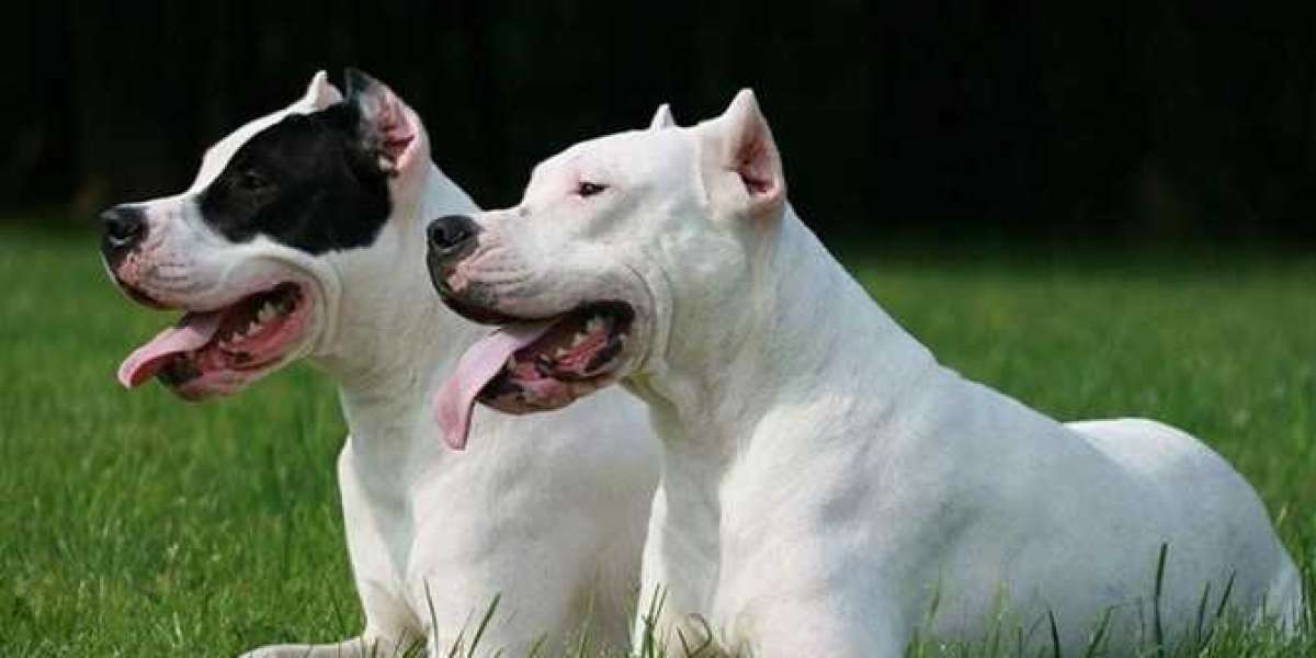 Dogo Argentino | Best Training Tips for Hunting Dog Breed