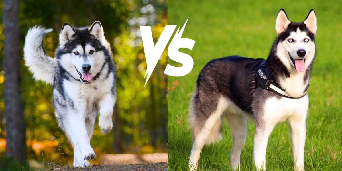 What Are the Common Health Issues for Alaskan Malamutes?