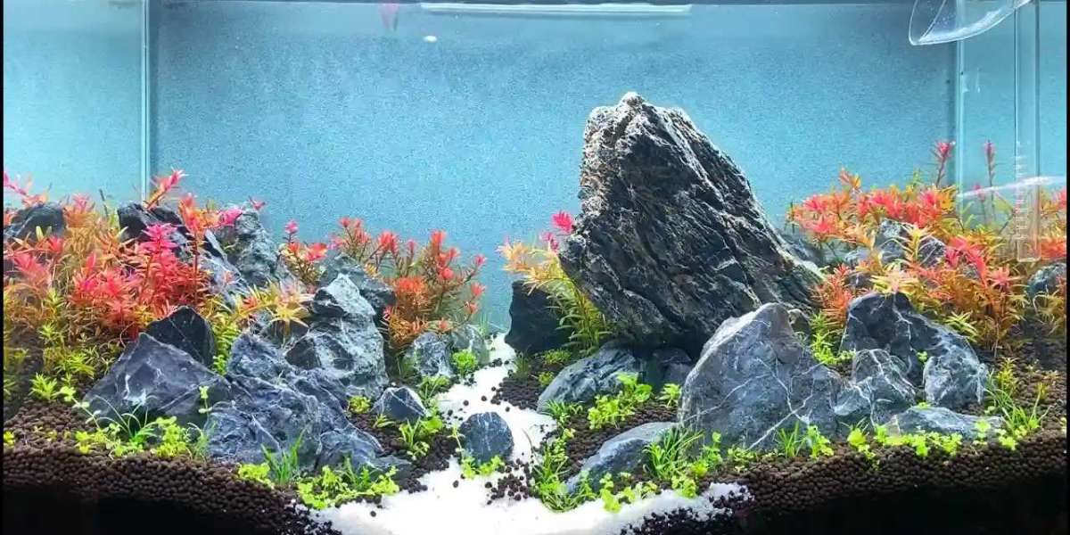 Dive into Serenity: Why You Need an Aquarium at Home (Like, Right Now!)